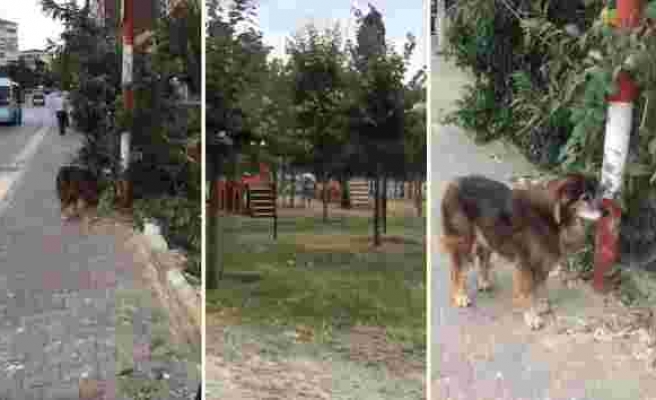Parkta Oynayan Köpekleri Uzaktan İzleyen Sokak Köpeğinin İnsanın İçini Burkan Görüntüsü