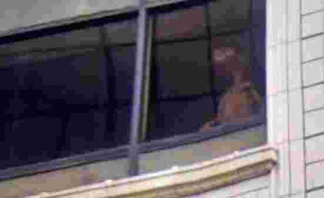 Pencerede gülümserken kameraya yakalandı Evde tutulan yaratık ABD’de tartışma yarattı
