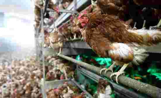 Polonya'da kuş gribi nedeniyle 1 milyona yakın tavuk itlaf edildi