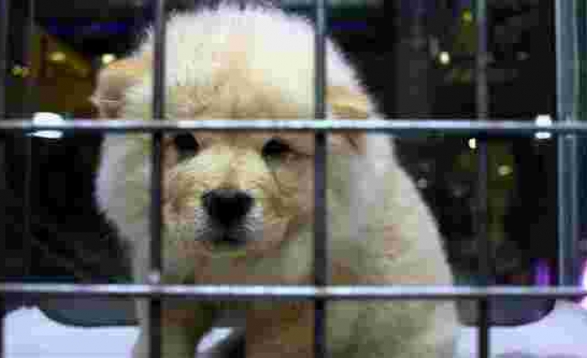 Rize'nin İkizdere İlçesinde Evcil Hayvan Satışı Yasaklandı: 'Bunlar Candır, Sahip Çıkılsın'