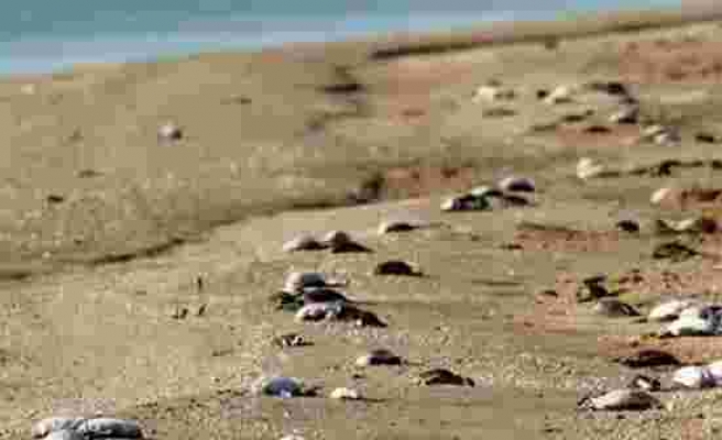 Rusya'da 8 bin ölü kuşun sahile yağdığı görüntüler korkuttu! Dünya basını yaşananlara