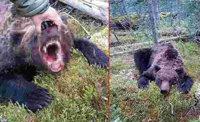 Rusya'da dehşete düşüren olay! Canavar ayı, 16 yaşındaki çocuğu parçalara ayırıp yedi