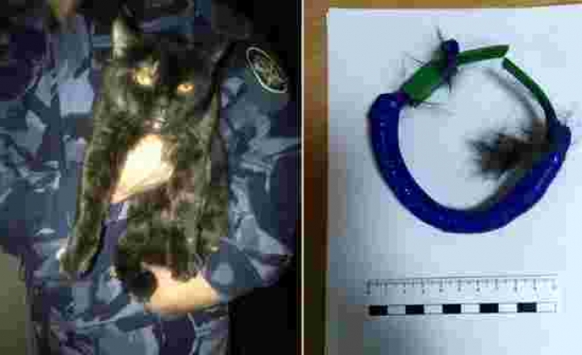 Rusya'da hapishane içinde uyuşturucu taşıyan kedi suçüstü yakalandı