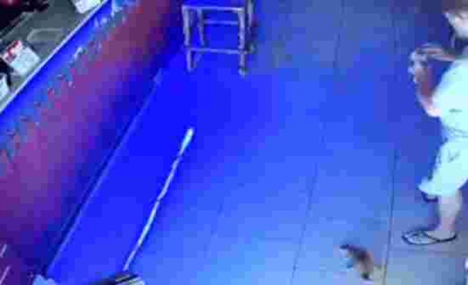 Rusya'da kasadan para çalan kedi suçüstü yakalandı