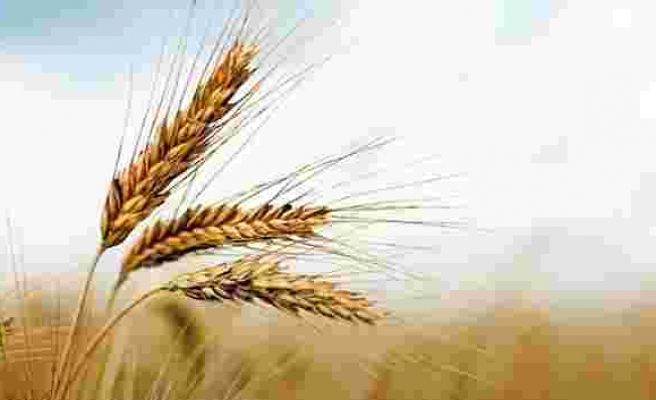 Rusya'dan Lübnan'a buğday ve yakıt desteği