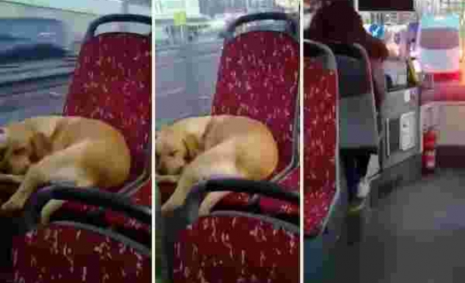Sabahın Soğuk Saatlerinde Üşüyen Köpeği Otobüse Alarak İçimizi Isıtan Güzel İnsan!
