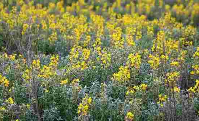 Sadece Afyonkarahisar'da yetişiyor! Eber sarısı çiçeğini koparana 109 bin lira ceza kesiliyor - Haberler