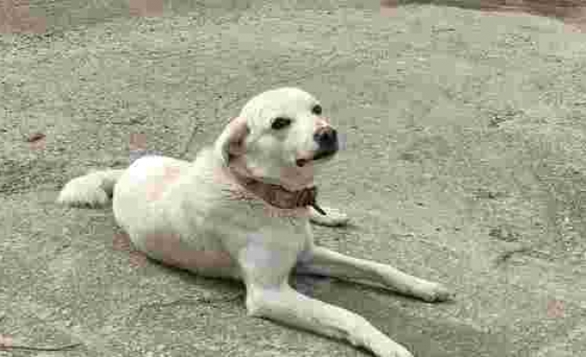 Sahibi Tedavi Gören 'Pamuk' Köpek, 14 Gün Hastane Kapısında Bekledi