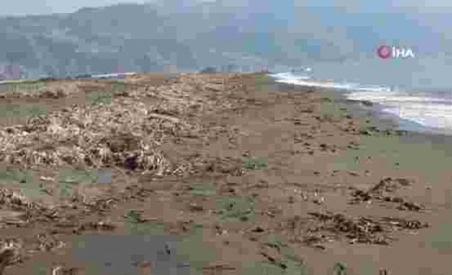 Samandağ Sahili'nde bu kez de 'su sümbülleri' krizi yaşanıyor