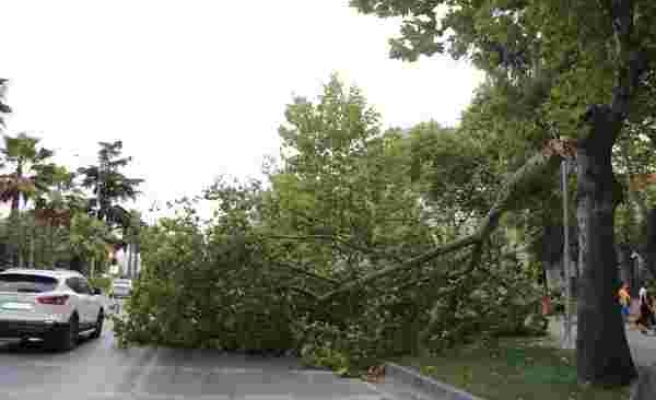 Samsun’da şiddetli fırtına ağaçları yıktı