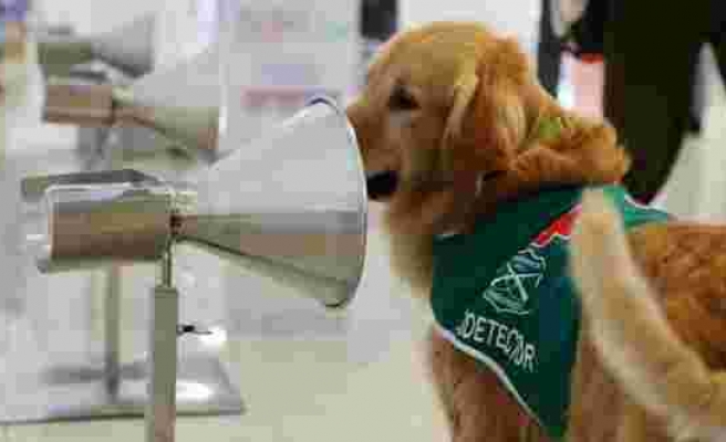 Şaşırtan araştırma: Köpekler testlerden daha başarılı