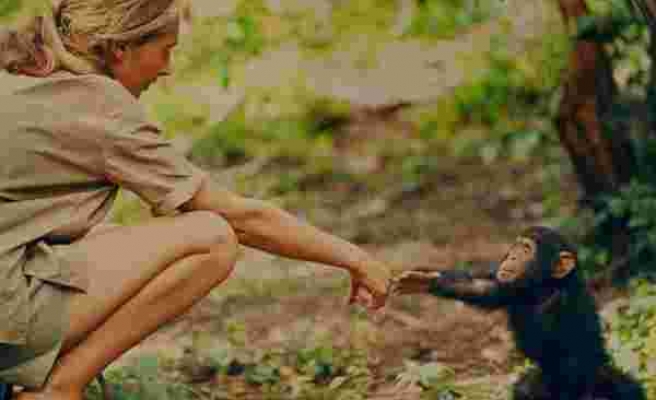 Şempanzelerin İnsanlarla Benzerliklerini Dünyaya Tanıtan Kadın: Jane Goodall