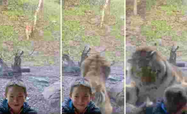 Sibirya Kaplanıyla Fotoğraf Çektirmeye Çalışan Ufaklığın Korku Dolu Anları!