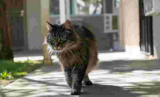 Sıçan İstilası Altındaki Şikago'da Bir Barınak, Sokak Kedilerinden 'Ekip' Kurdu