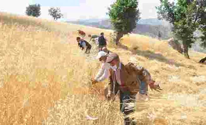 Şırnak'ta 'dengbej' eşliğinde buğday hasadı başladı