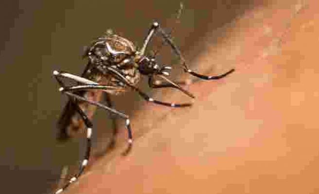 Sivrisinekler, sivrisineklere karşı