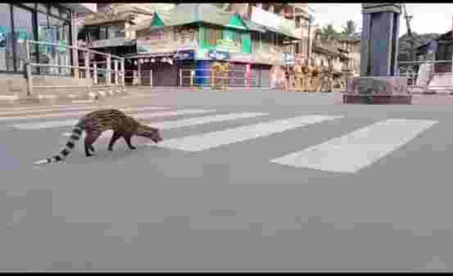 Sokağa Çıkma Yasağı İlan Edilen Hindistan Sokaklarında Nesli Tükenmekte Olan Misk Kedisi Ortaya Çıktı