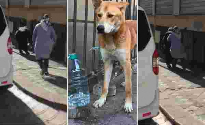 Sokak Hayvanlarının Mama ve Su Kaplarına Çamaşır Suyu Döken Kadını Mahalleli Yakaladı