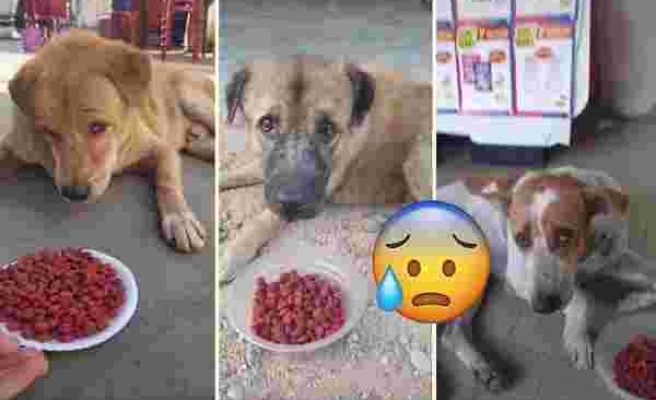 Sokak Köpeklerine Mama Dağıtan Güzel İnsanın Kaydettiği Görüntüleri İzlerken Duygu Dolu Anlar Yaşayacaksınız
