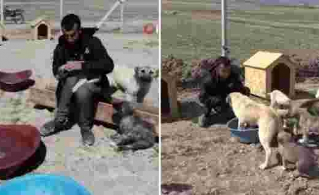 Sokak Köpeklerini Beslediği İçin Köyden Kovulan Engelli Genç, 'Canlar'ı için Barınak Yaptı