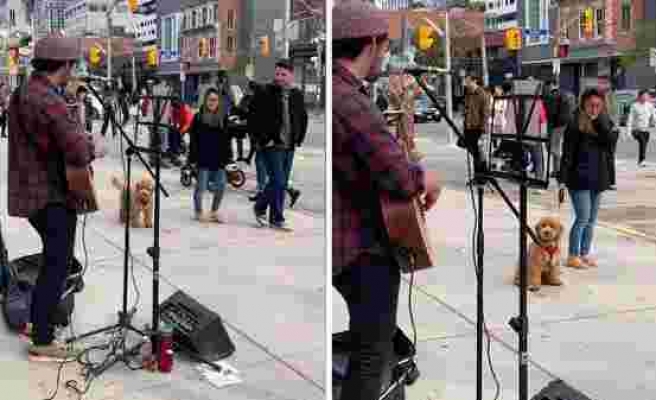 Sokak Müzisyenini Dinlemekten Keyif Alan ve Gitmek İstemeyen Köpek!