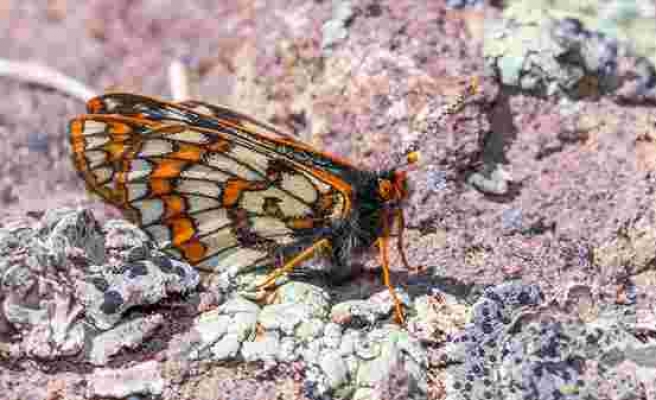 Son Buzul Çağı'ndan Günümüze: 12 Bin Yaşındaki Kelebek Türü Ağrı Dağı'nda Görüntülendi