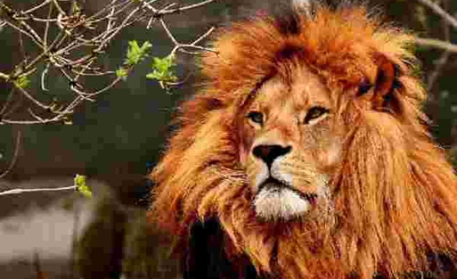 Son dakika haberleri: Barcelona'daki hayvanat bahçesinde 4 aslan koronavirüse yakalandı