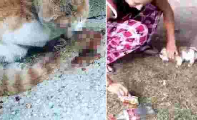 Sosyal Medyada Kedilere Yönelik Şiddet İçeren Video ve Fotoğrafları Paylaşınca Halk Tepki Gösterdi: '#SudeAndasTutuklansın'