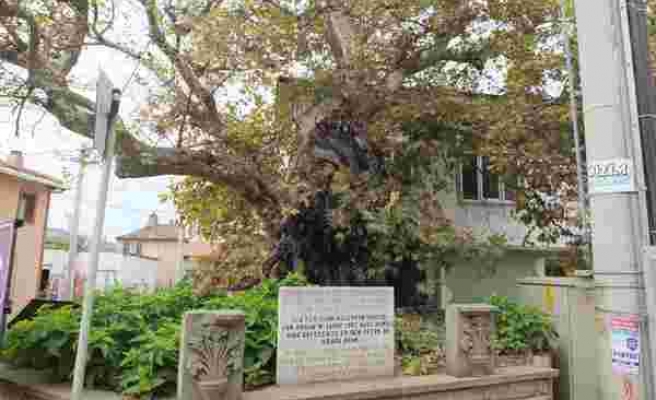 Süleyman Paşa'nın 7 asır önce atını bağladığı anıt ağaç kuruyor