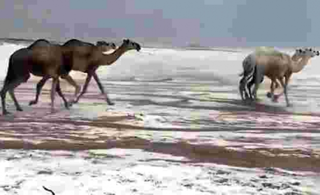 Suudi Arabistan'da karla kaplı çölde develerin yürüyüşü izlenme rekorları kırdı