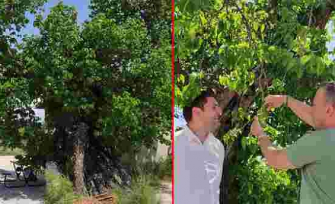 Tam bin yaşında! Şifa bulmak isteyen vatandaşlar bu ağacın meyvesi için resmen kapışıyor - Haberler