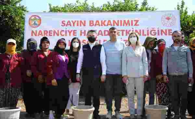 Tarım ve Orman Bakanı Bekir Pakdemirli, Adana’da limon hasadına katıldı