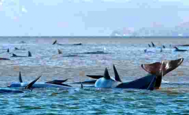 Tasmanya Adası'nda mahsur kalan ve ölen balinaların sayısı artıyor