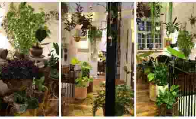 Tavandan Duvarlara Uzanan Bitkileriyle Evini Ormana Dönüştüren Adamla Tanışın