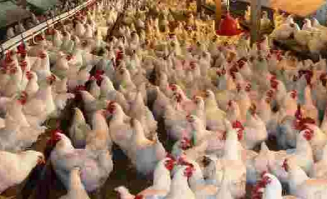 Tavuk fiyatlarında artış yüzde 20’yi buldu
