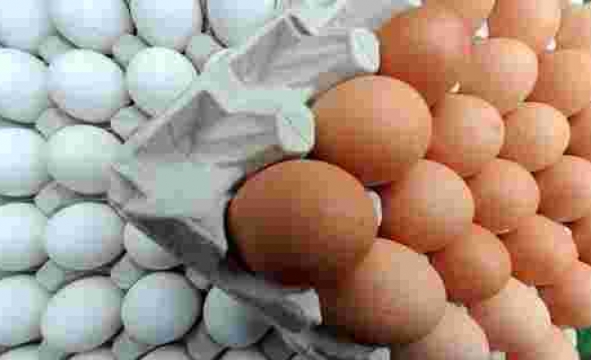 Tavuk yumurtası üretiminde artış