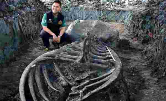 Tayland'da 5 bin yıllık balina iskeleti bulundu