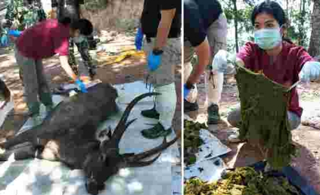 Tayland'da Ölü Bulunan Geyiğin Midesinden Plastik Poşet ve İç Çamaşırı Dahil 7 Kilo Çöp Çıktı