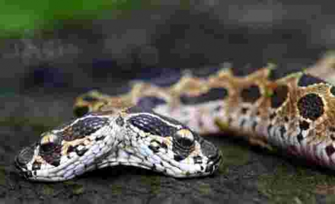 Tek ısırıkla öldürüyor! Asya'nın en tehlikeli çift başlı engerek yılanı Hindistan'da bulundu