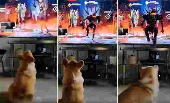 Televizyon Ekranındaki Karakterin Üzerine Koştuğunu Sanıp Korkan Şapşal Köpek
