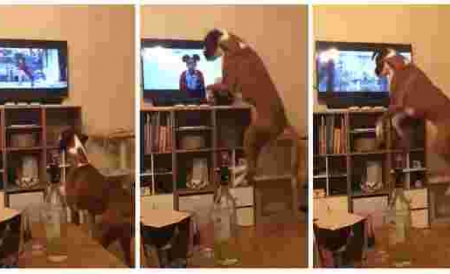 Televizyonda Gördüğü Arkadaşını Taklit Ederken Yerinde Duramayan Tatlı Köpek