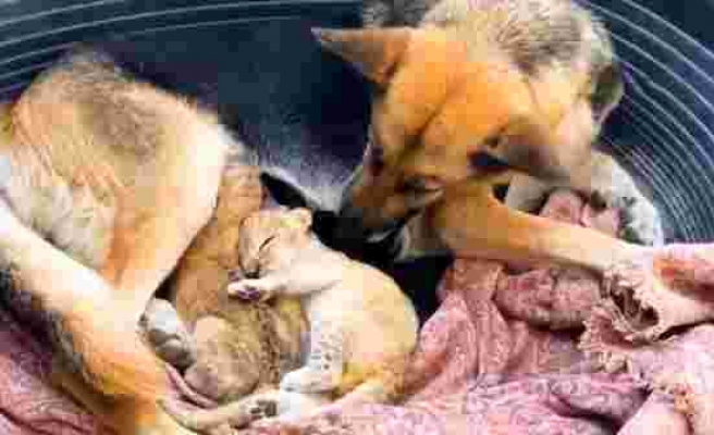 Terk edilen aslan yavrularına köpek annelik yapıyor