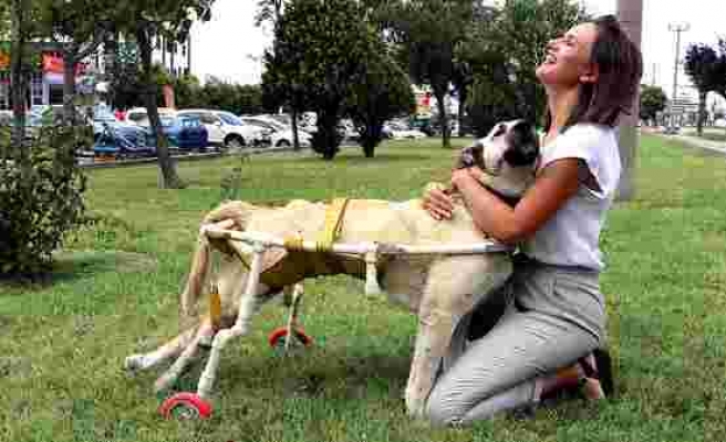 Terk Etmedi, Sahip Çıktı: Tüfekle Vurulan Köpeğinin Yürümesi İçin Plastik Borulardan Yürüteç Yaptı