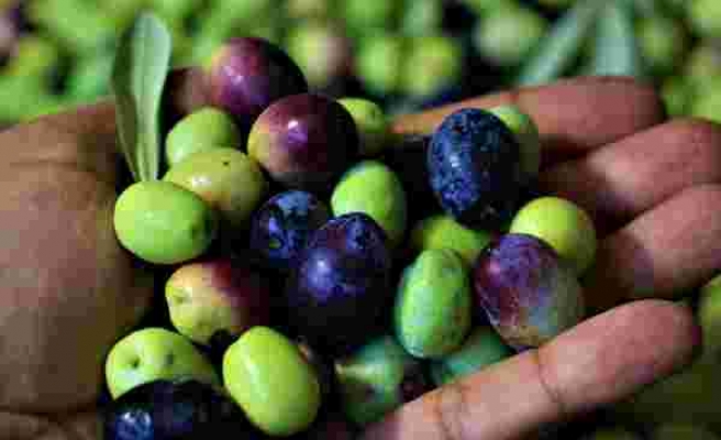 Tescille önü açılan Mut zeytinyağı Avrupa'ya ihraç edilmeye başlandı