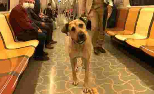 The dog Boji tracked with a microchip; traveled 29 stops in one day in Istanbul