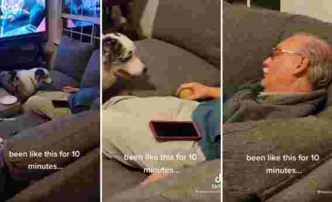 Top Getirme Oyunu Oynarken Uyuyakalan İnsan Dostunu Sabırla Bekleyen Köpek