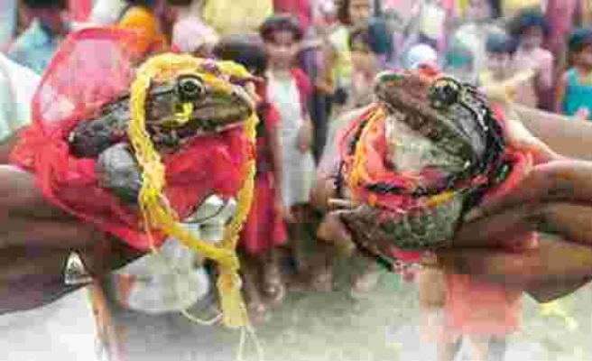 Törenle evlendirilen kurbağalar boşandı