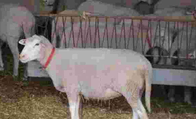 'Türk Texel' koyunu üretildi