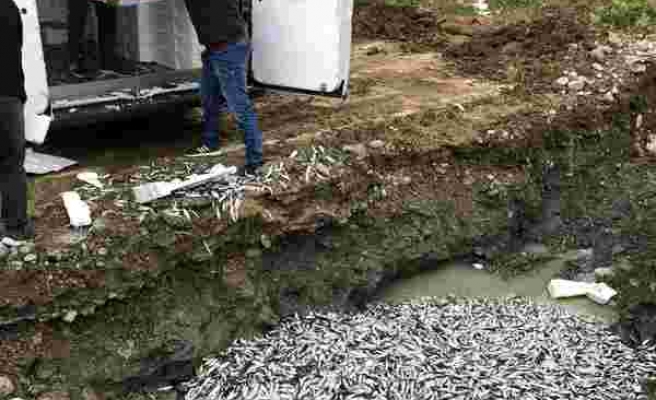 Türkeli'de yasal boyutun altındaki 5 ton balığa el konuldu