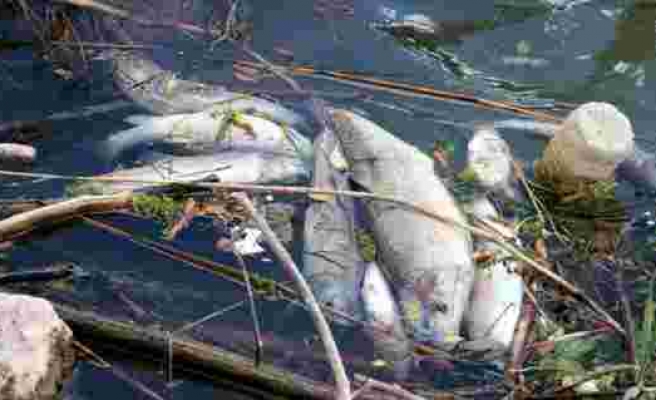 Türkiye’nin en uzun nehrinde toplu balık ölümleri tedirgin ediyor